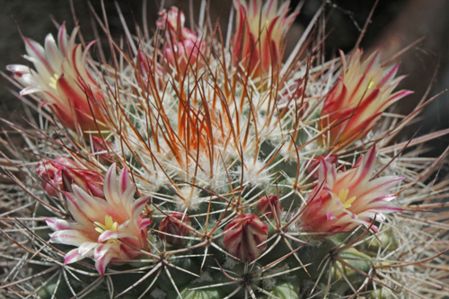 Mammillaria spinosissima Mioulane MAP NPM 719510917