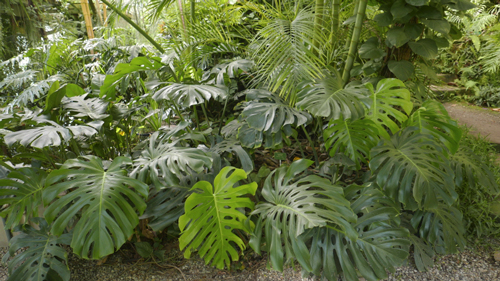 Monstera Mioulane MAP NPM 2307515818