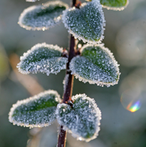 Givre Hiver Mioulane MAP NPM 850278083