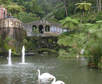 Cygne Monte Madere Mioulane MAP 0004122