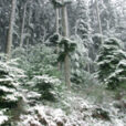 Foret de Picea neige Mioulane NewsJardinTV