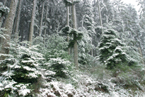 Foret de Picea neige Mioulane NewsJardinTV