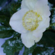 Hellebore Mioulane NewsJardinTV P1120947
