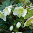 Helleborus niger Mioulane MAP NPM 2307518623