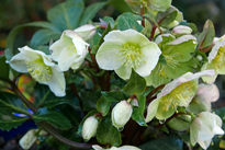 Helleborus niger Mioulane MAP NPM 2307518623