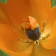 Ornithogalum dubium Mioulane MAP NPM 2307510155