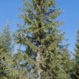 Picea Abies Mioulane MAP NPM 2307518235