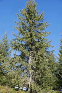 Picea Abies Mioulane MAP NPM 2307518235