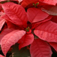 Poinsettia Mioulane MAP NPM 84993101