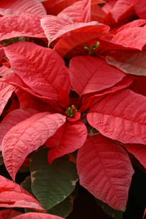 Poinsettia Mioulane MAP NPM 84993101