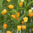 Sandersonia Mioulane NPM 060522263