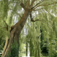 Saule pleureur Mioulane MAP NPM 110404080
