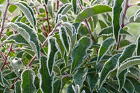 Givre Mioulane NewsJardinTV MAP NPM 2307517790