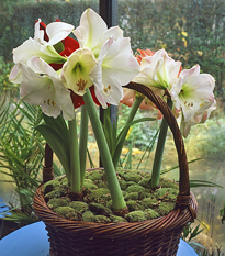 Hippeastrum Mioulane MAP NPM GIP0099953