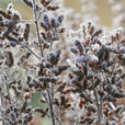 Hiver Givre Mioulane MAP NPM 2307517776