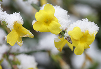 Jasminum nudiflorum Neige Mioulane MAP NPM 850278165