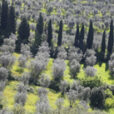 Toscane Cypres Olivier Mioulane MAP NPM 719510485