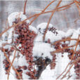 Vigne Raisin Hiver Flora