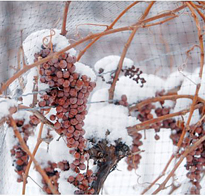 Vigne Raisin Hiver Flora