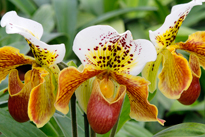 Paphiopedilum Mioulane MAP NPM 914371249