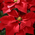 Poinsettia Rouge Mioulane MAP NPM 84993228