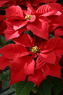 Poinsettia Rouge Mioulane MAP NPM 84993228