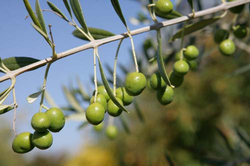 Branche olives