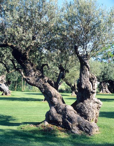 Olea europaea