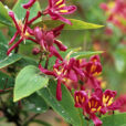 Lonicera tatarica MAP GIP0009596