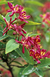 Lonicera tatarica MAP GIP0009596