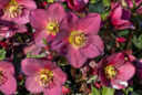 Helleborus Ice N Roses Plante Heuger