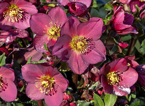 Helleborus Ice N Roses Plante Heuger