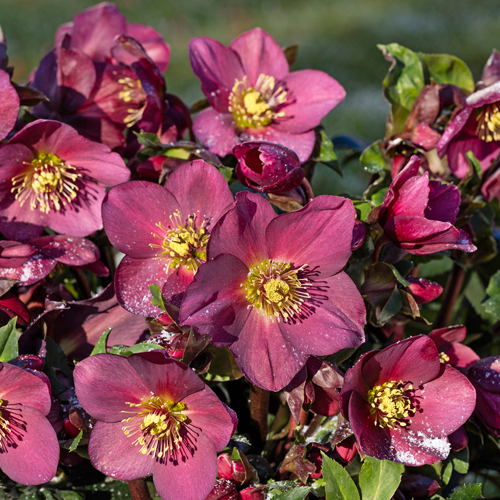 Helleborus Ice N Roses Plante Heuger