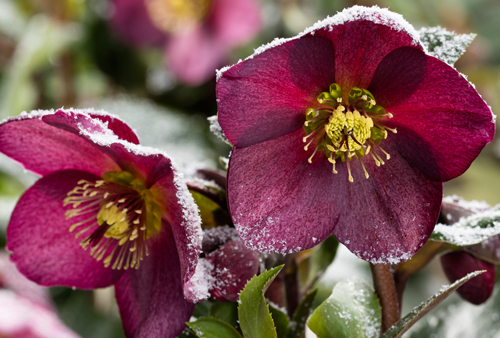 Helleborus Ice N Roses Neige Heuger