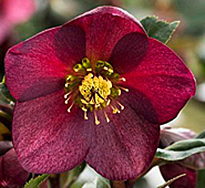 Helleborus Icenroses Red Flora