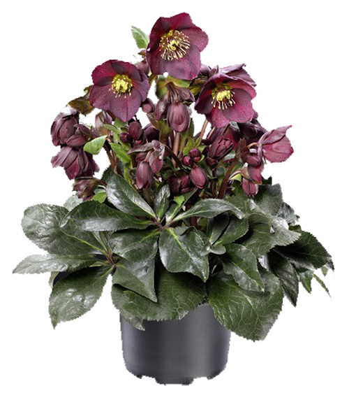 hellebore Ice Red Conteneur