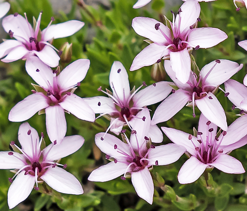 Arenaria purpurascens Flora