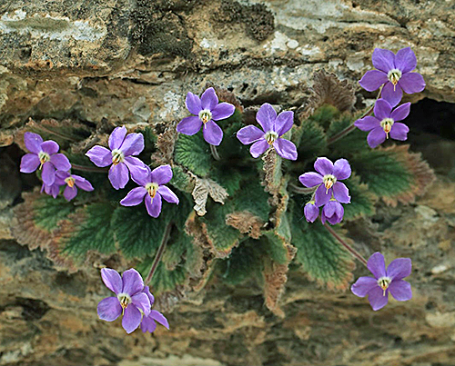 Ramonda nathaliae Flora