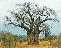 Baobab Mioulane MAP NPM 2307510533