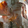 Betula Ecorce Mioulane NewsJardinTV MAP NPM 850277285
