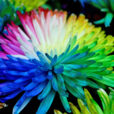 Fleur Multicolore Flora
