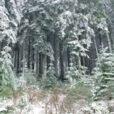 Foret Picea Hiver neige Mioulane NewsJardinTV