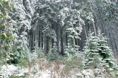Foret Picea Hiver neige Mioulane NewsJardinTV