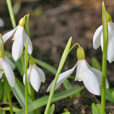 Galanthus nivalis Mioulane NewsJardinTV IMG 4382
