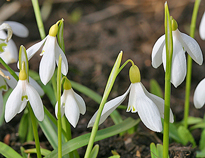 Galanthus nivalis Mioulane NewsJardinTV IMG 4382