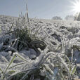 Gel Givre Herbe Hiver NewsJardinTV Flora