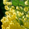 Mimosa Mioulane NewsJardinTV MAP NPM 850373050