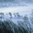 Paysage Hiver Vent Froid Flora