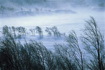 Paysage Hiver Vent Froid Flora