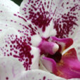 Phalaenopsis AnticPearl Orchidee Mioulane MAP NPM 719517411